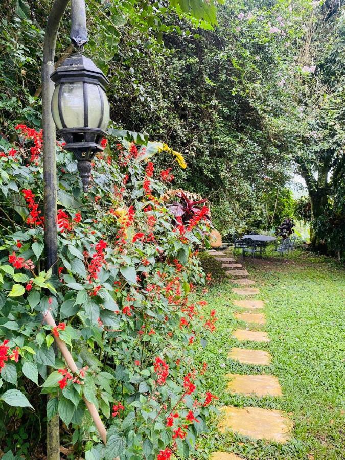 Girasoles 3* Montenegro
